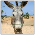 Kralendijk
